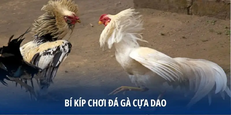 Bí kíp chơi đá gà cựa dao từ sư kê dày dạn kinh nghiệm