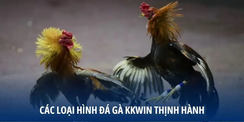 Các loại hình đá gà KKWIN thịnh hành