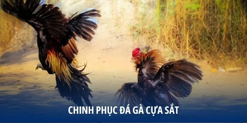 Chinh phục Đá Gà Cựa Sắt