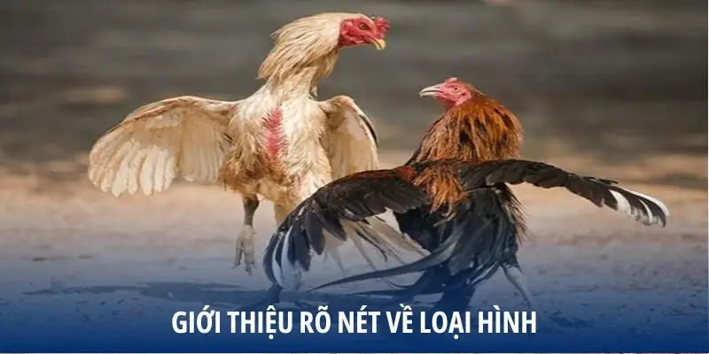 Giới thiệu rõ nét về loại hình