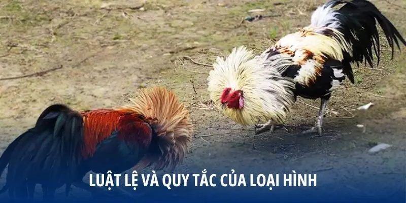 Luật lệ và quy tắc của loại hình