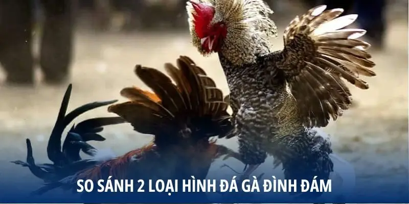 So sánh 2 loại hình đá gà đình đám