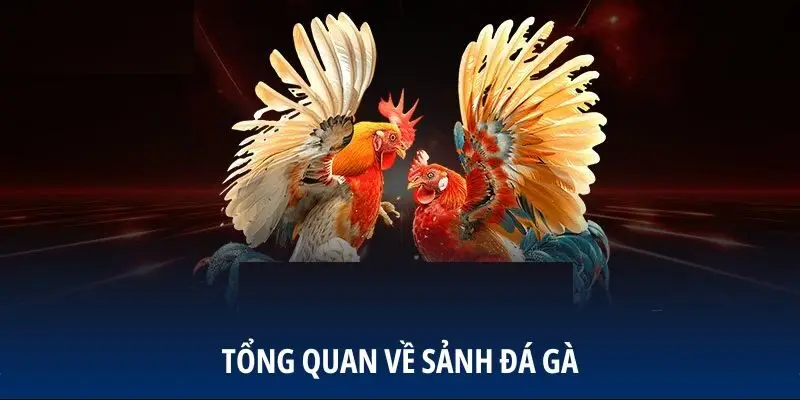 Tổng quan về sảnh đá gà