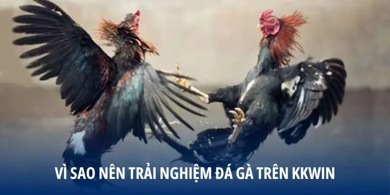 Vì sao nên trải nghiệm đá gà trên KKWIN